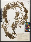 Foto von Salix retusa L.